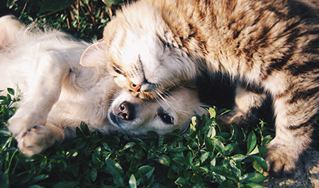 IV Fluid Therapy for Cats and Dogs at First Vets